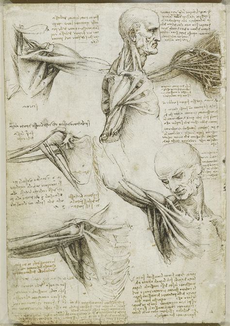 La Anatomía y el Dibujo según Leonardo Da Vinci ttamayo