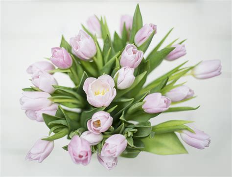 Bouquet of light pink tulips | High-Quality Stock Photos ~ Creative Market