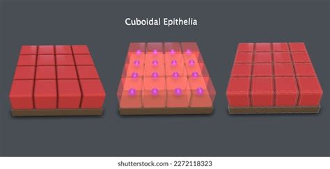 Cuboidal Epithelium Tissue Diagram 3d Model Stock Illustration ...