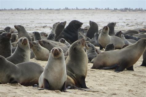 Walvis Bay Lagoon Highlights - Namibia Tour Packages