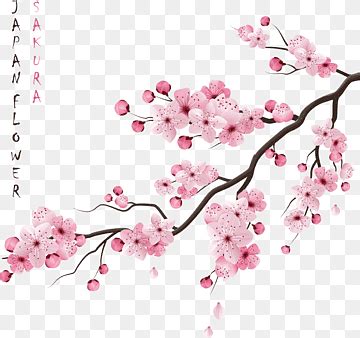 Sakura png images | PNGWing