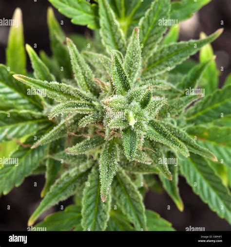 Marijuana plant closeup Stock Photo - Alamy