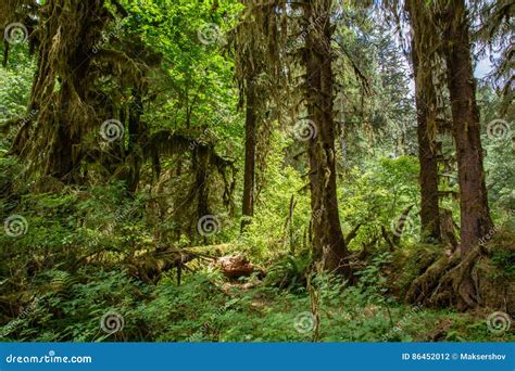 Rvores Surpreendentes Em Uma Floresta Tropical Floresta De Hoh Rain