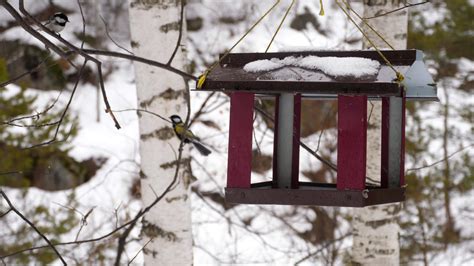 Birds eating seeds from the feeder, winter day 24190560 Stock Video at ...