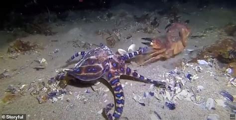 Blue Ringed Octopus Eating A Crab