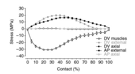 Components Of Bending Stress In The Femur Induced By Muscles And Grf