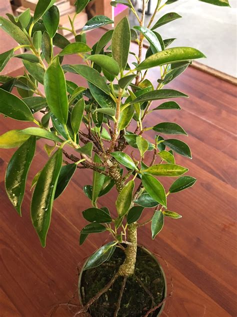 Ficus Tiger Bark Bonsai Pre Bonsai