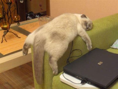 Tired Cat 3 - 1Funny.com