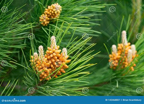 Pine Tree Flower Closeup Stock Image Image Of Needle 143468807