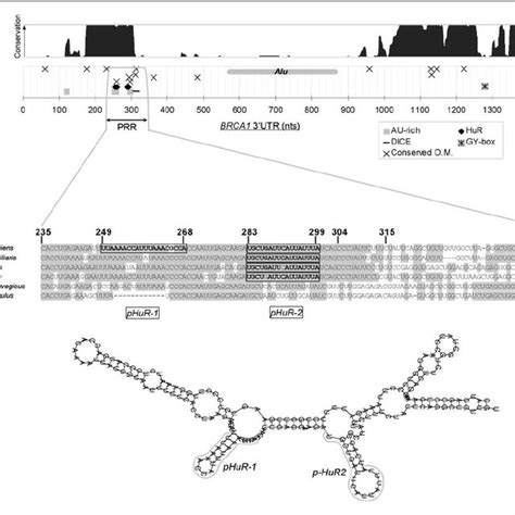 The Brca Utr Contains Evolutionarily Conserved Sequence Motifs