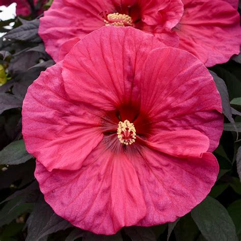 Summerific® Evening Rose Hardy Hibiscus Sooner Plant Farm