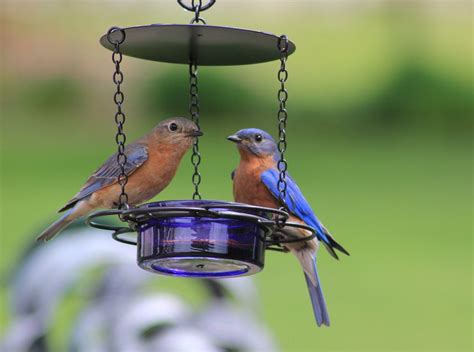 Your Guide to Feeding Mealworms to Birds - Birds and Blooms