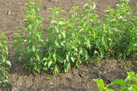 Саженцы семенного подвоя вишни Антипка