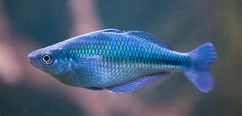 Fiche Du Poisson Melanotaenia Lacustris Aquablog