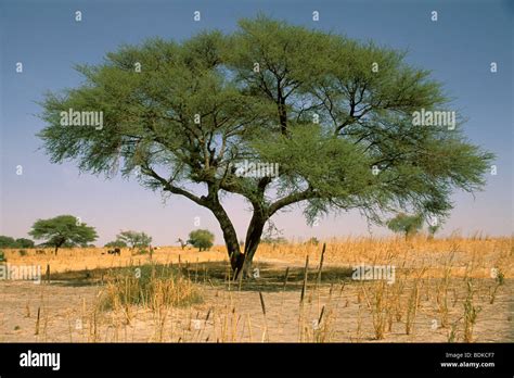 chad, tree in the desert Stock Photo - Alamy