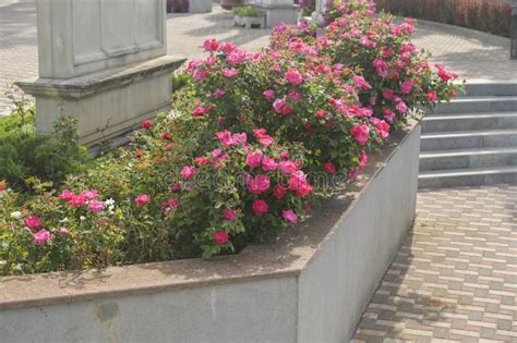 Green Spaces in Landscaping, Walkways, Stone Borders Stock Photo ...