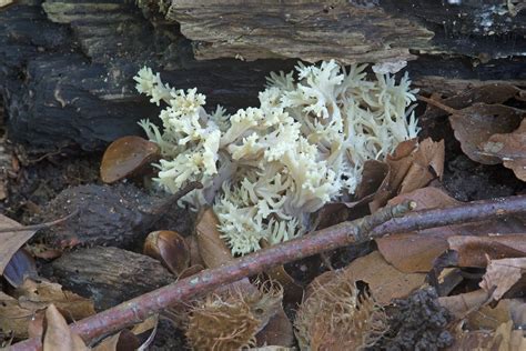 Wenature Database Paddenstoelen Koraalzwammen Witte Koraalzwam