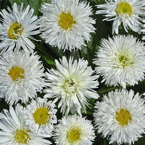 Ромашка многолетняя Crazy Daisy - купить с доставкой по Украине, цена в ...