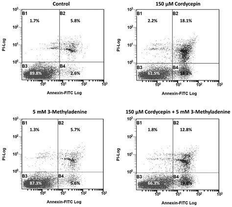 Cordycepin Induces Apoptosis And Autophagy In Human Neuroblastoma SK N