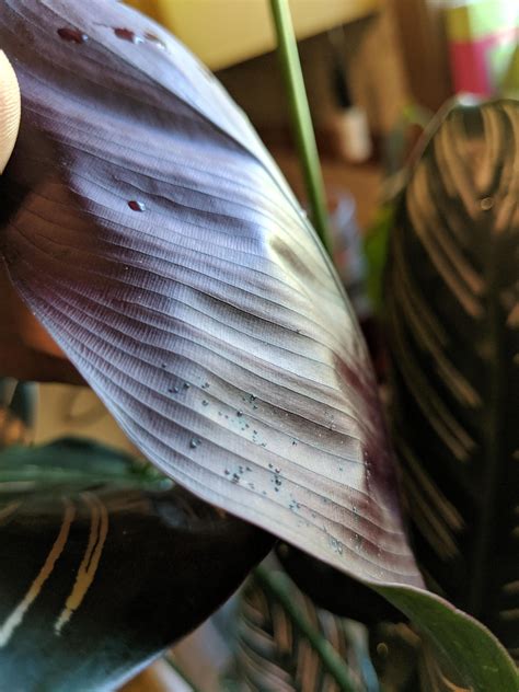 Evidence of spider mites? : r/houseplants