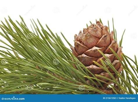 Cone Siberian Do Pinho Filial Foto De Stock Imagem De Cedro