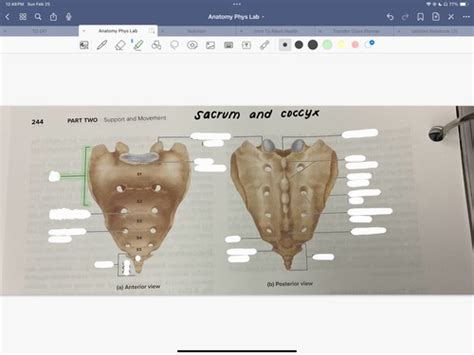 Sacrum And Coccyx Flashcards Quizlet