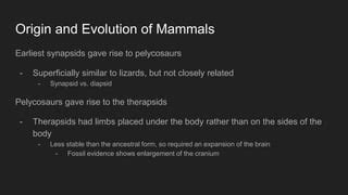 Mammals | PPT