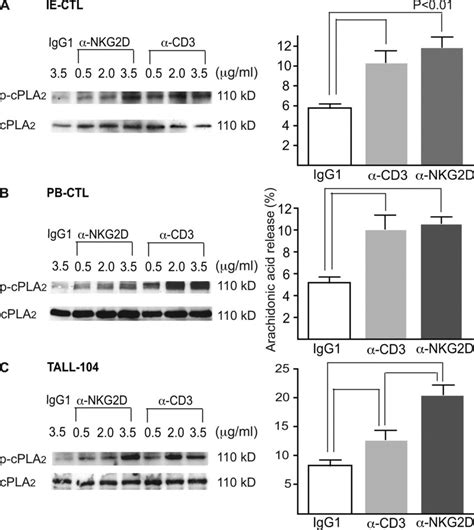 Nkg D And Tcr Engagement Induce Cpla Phosphorylation And Aa Release In