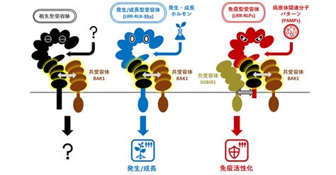 植物免疫受容体の進化の軌跡を解明 理化学研究所