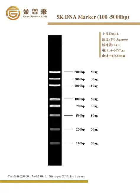 G06Q5000 DNA Marker1005000bp 金普来生物科技有限公司