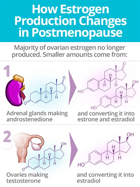 Estrogen and Postmenopause | SheCares