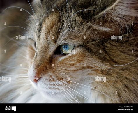 A Close Up Of A Norwegian Forest Cat Female Stock Photo Alamy