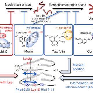 Fig. S1. Nucleation-dependent polymerization model of Aβ aggregation in ... 