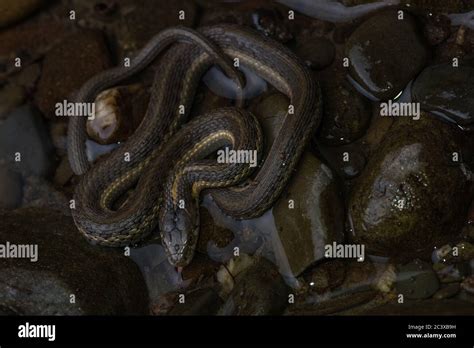 aquatic garter snake thamnophis atratus   river  northern
