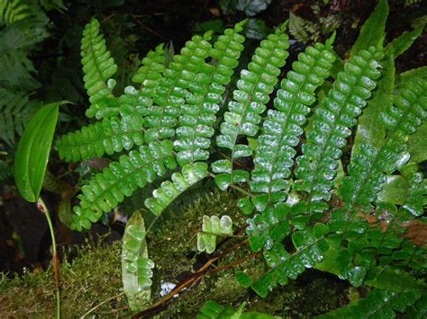 Didymochlaena truncatula | Ferns and Lycophytes of the World