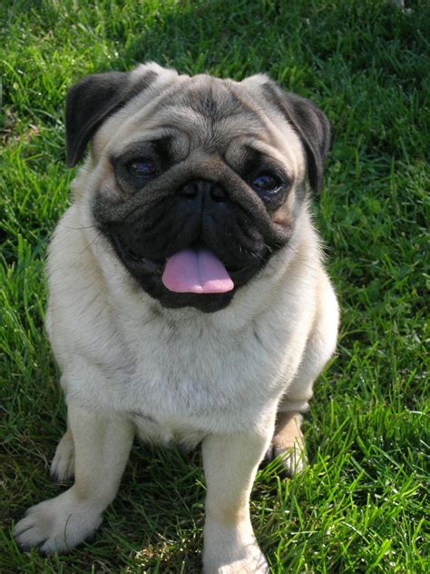 Pug | GreatDogSite