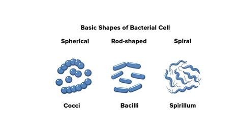 What Are Three Types Of Bacteria