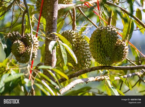 tropical fruit durian image photo  trial bigstock