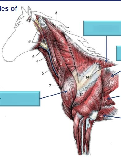 Diagram Of The Equine Extrinsic Muscles Of The Shoulder Diagram Quizlet