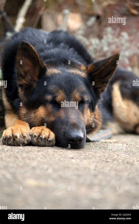 Guarding Dog German Shepherd Lie And Sleep Stock Photo Alamy