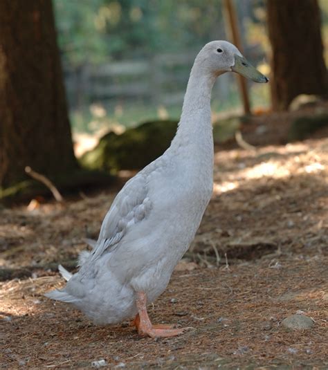 Runner or Indian Runner Duck - The Livestock Conservancy