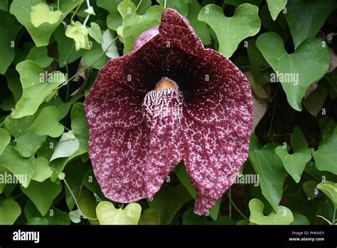 Calico Flower Or Elegant Dutchmans Pipe Aristolochia Littoralis