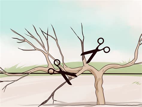 How To Prune Vines 14 Steps With Pictures WikiHow