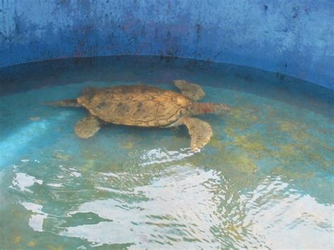 Projeto Tamar uma iniciativa de preservação Chicas Lokas na Estrada