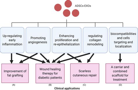 Potential Clinical Applications Of Adiposederived Stem Cells