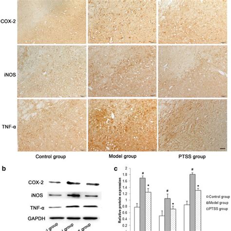 Ptss Down Regulates The Expression Of Cox 2 Inos And Tnf α A