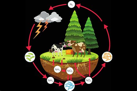 Ciclos De Nutrientes En El Medio Ambiente