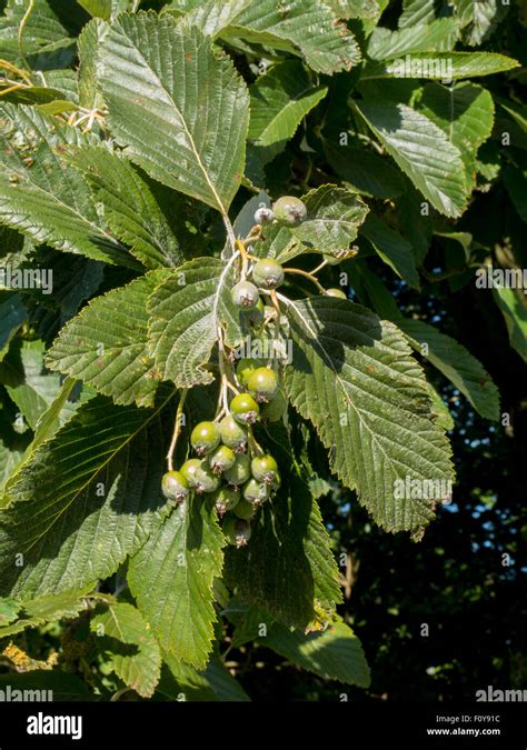 Whitebeam tree fruits and leaves Stock Photo - Alamy