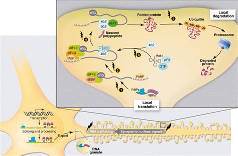 The Cell Biology Of Synaptic Plasticity Science