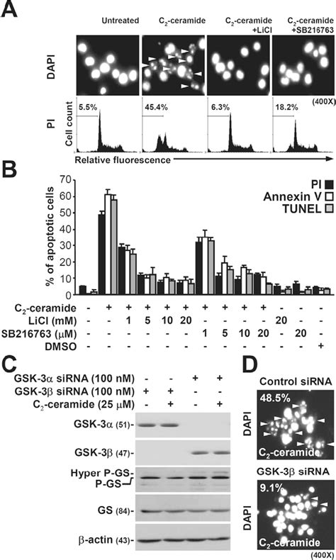 Figure 1 from GSK 3β acts downstream of PP2A and the PI 3 kinase Akt